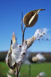 Milkweed