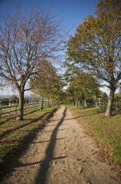 Path to Autumn