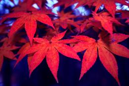 Red Maple