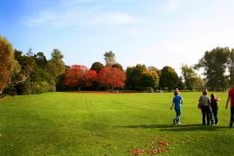 Red trees