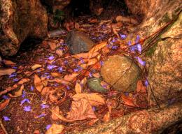 Violets, Rocks and Leaves