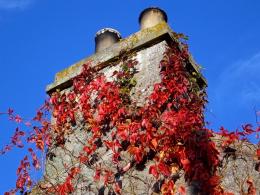 Virginia Creeper