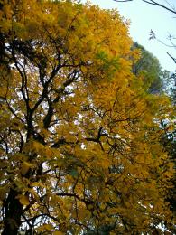 Yellowtree