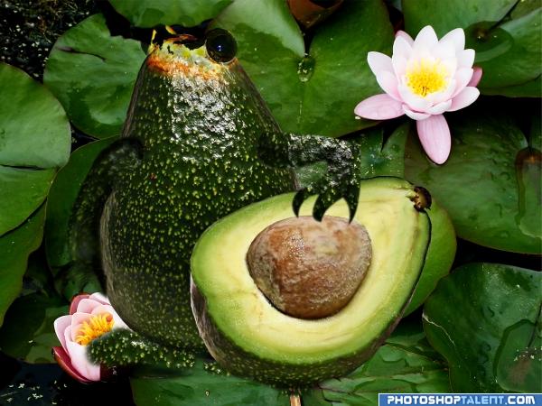 Creation of Avacado frog: Final Result