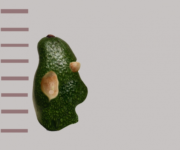 Creation of avocado_4a4dfcffd9cb6: Step 3
