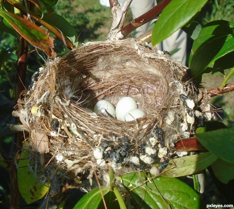 Birds Nest on a Blueberry Bush