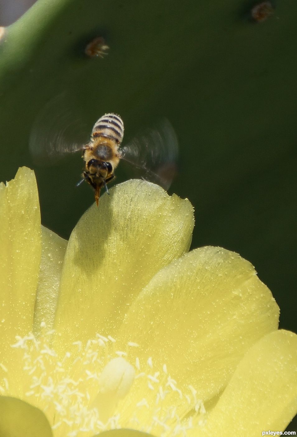 Bee