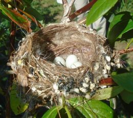 Birds Nest on a Blueberry Bush