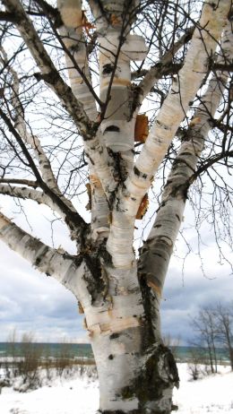 Birch Tree Bark
