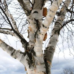 BirchTreeBark