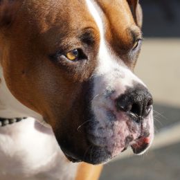 Bruiser the Boxer Picture