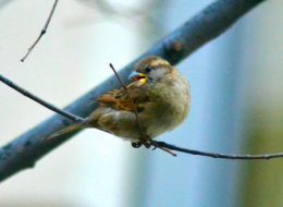 Bird on a Branch