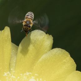 Bee