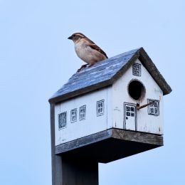 BisforBirdhouse