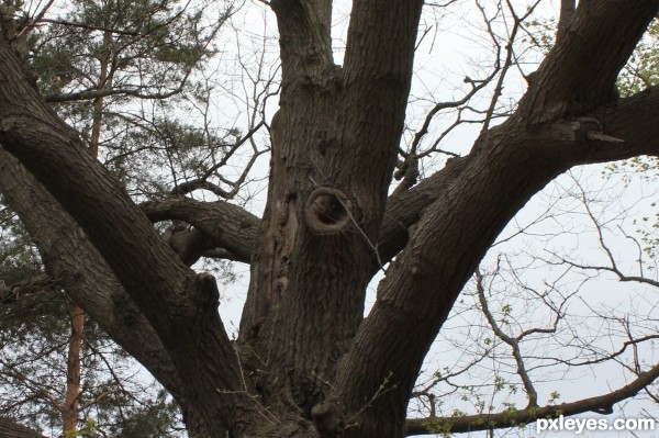 One Eyed Tree