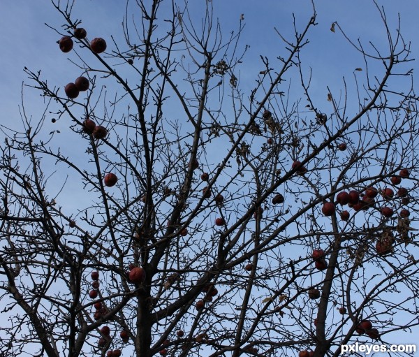 Zombee Apples