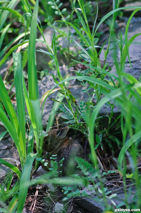 Hiding Baby