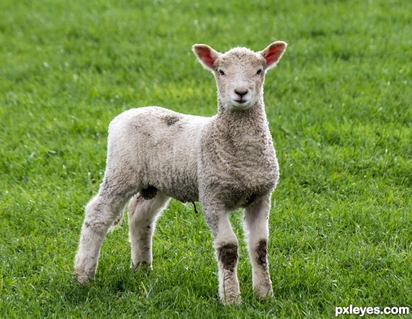 New lamb with attitude