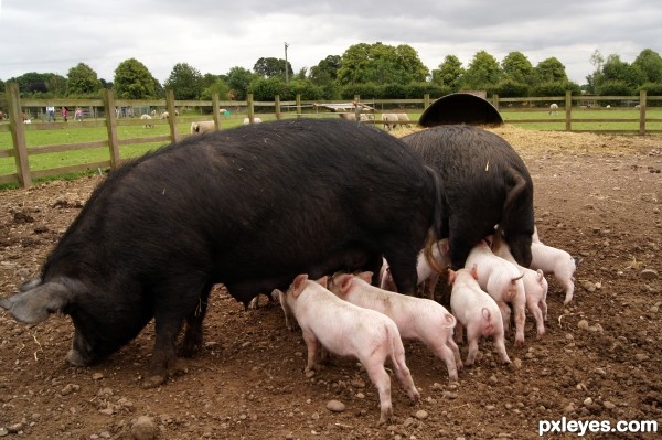 Pink Piglets