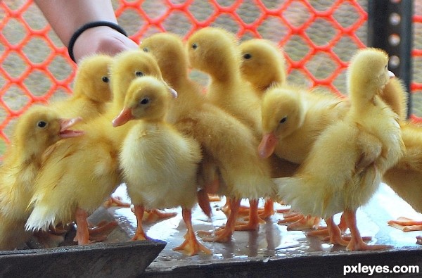 Sweet Yellow Fluffiness