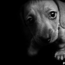 baby animals 2 photography contest
