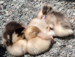 Ducklings