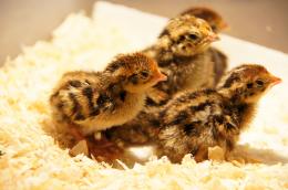 Little quails