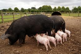 Pink Piglets