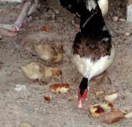 familyofducks