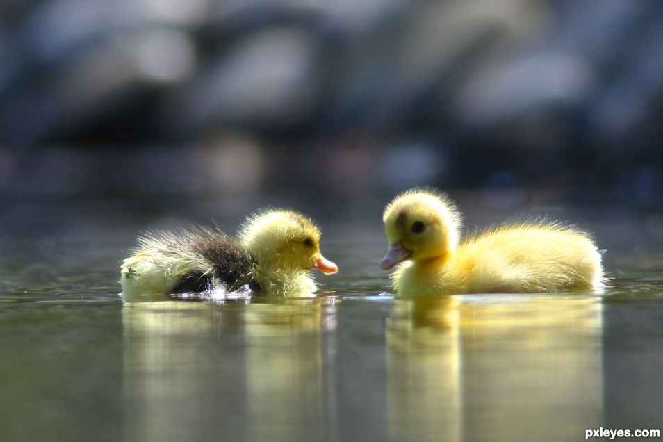 Ducklings