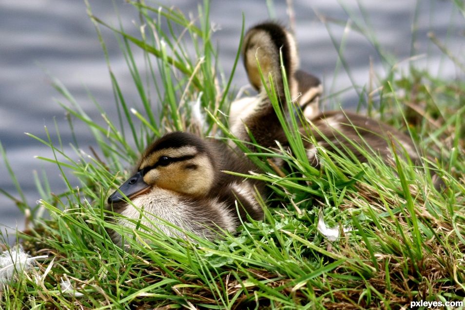 Young Mallard