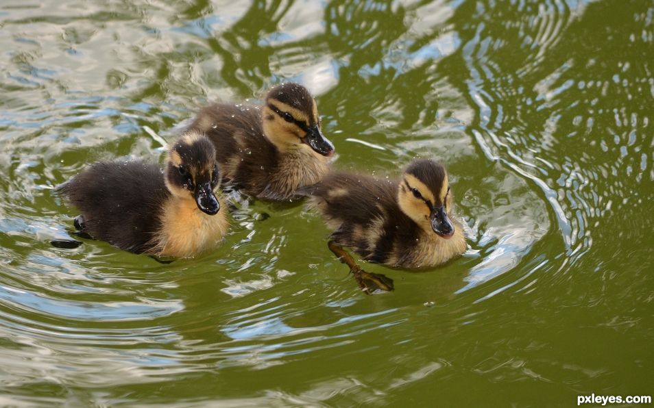 Three ducklings