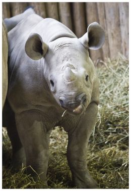 Baby Rhino