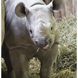 BabyRhino