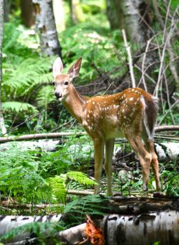 Whitetail Fawn