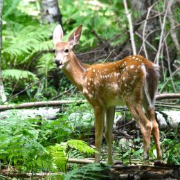 WhitetailFawn