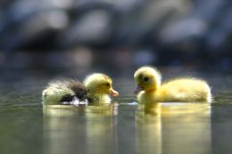 Ducklings