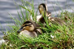 Young Mallard