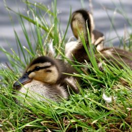 YoungMallard