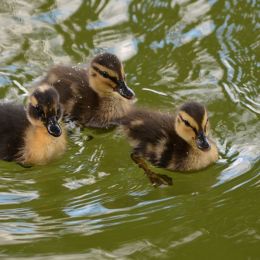Threeducklings