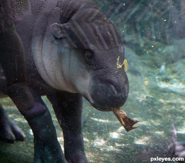 Baby Hippo