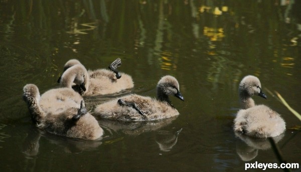 Black Swans Babies