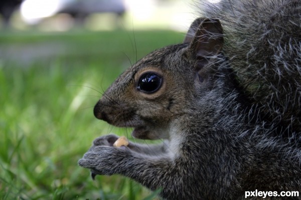 Little Squirrel