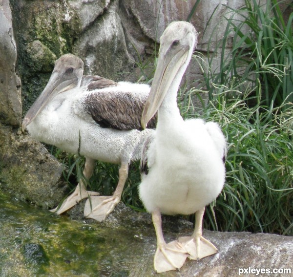 Photo Op @ the Zoo