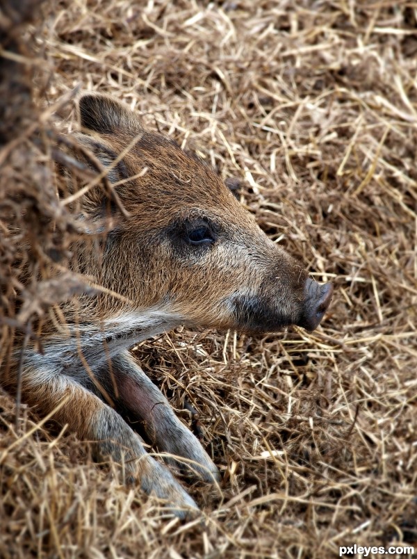 Young boar