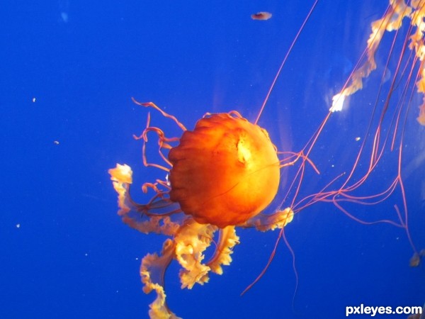 jellyfish