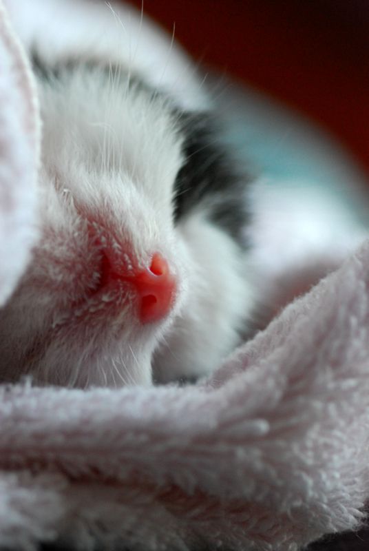 Creation of Sleeping kitten: Step 1