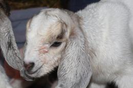 Babygoats2