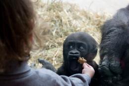 Feeding Kambiri Picture