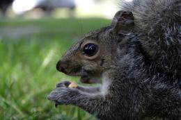 LittleSquirrel